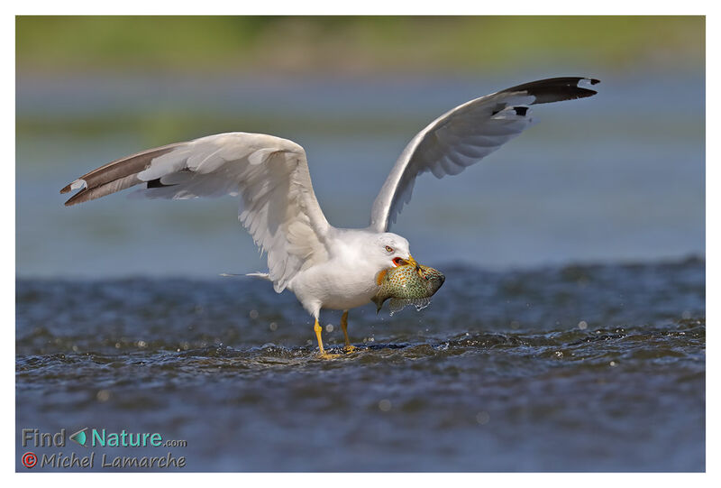 Ring-billed Gull