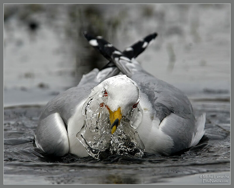 Ring-billed Gull