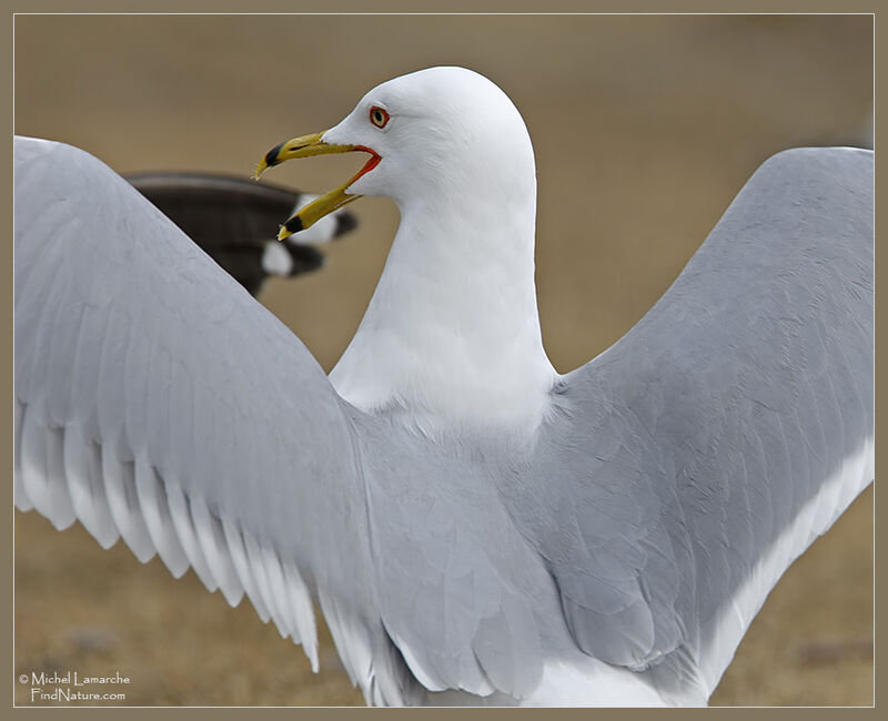 Ring-billed Gull