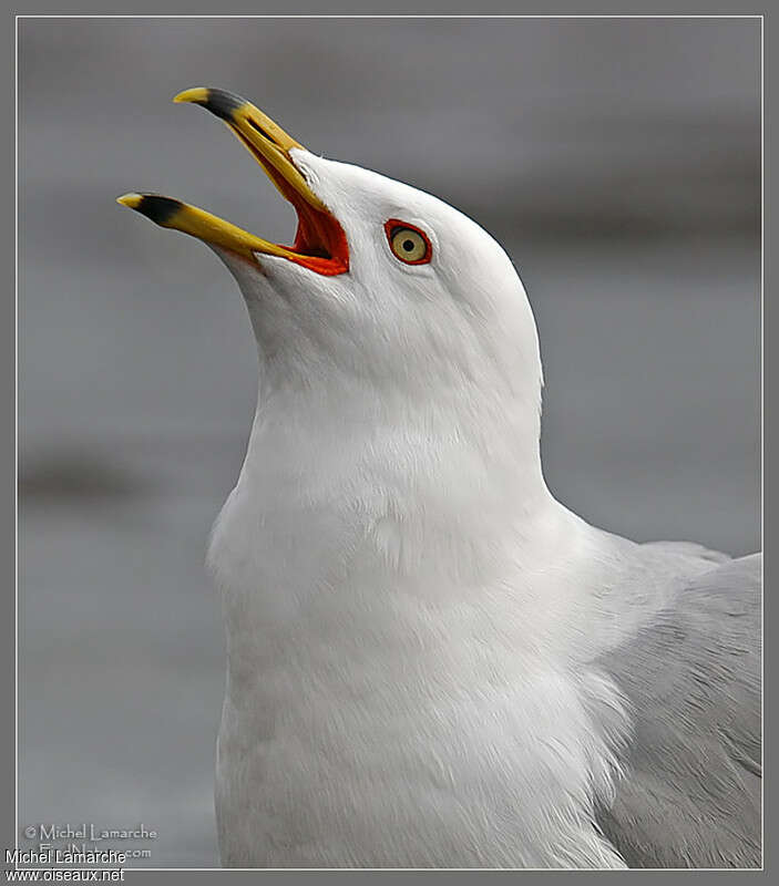 Ring-billed Gulladult, song