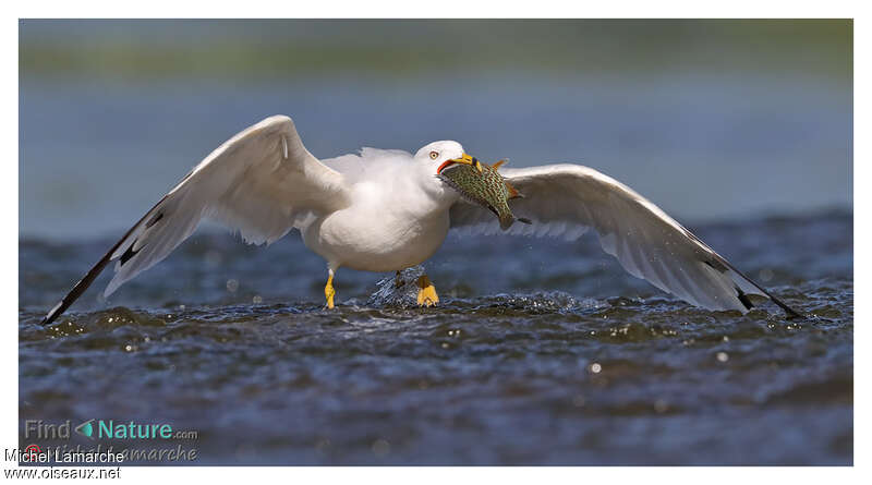 Goéland à bec cercléadulte nuptial, pêche/chasse, mange