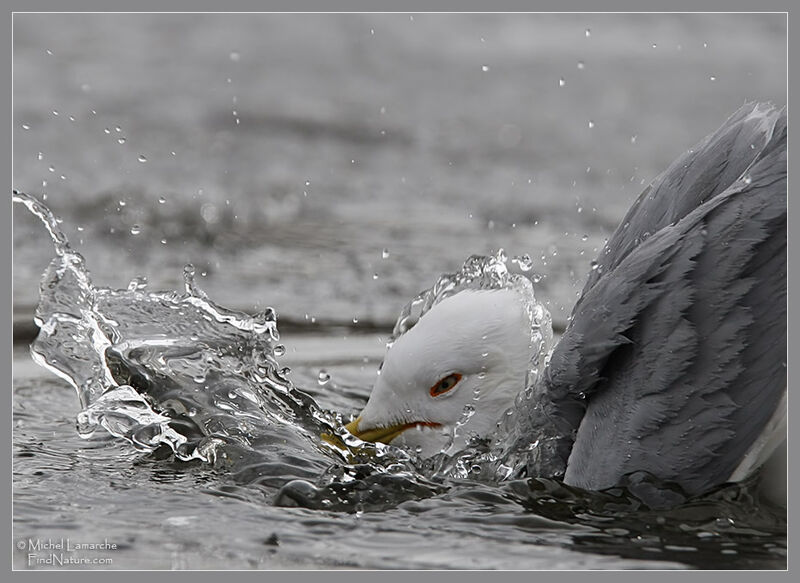 Ring-billed Gull