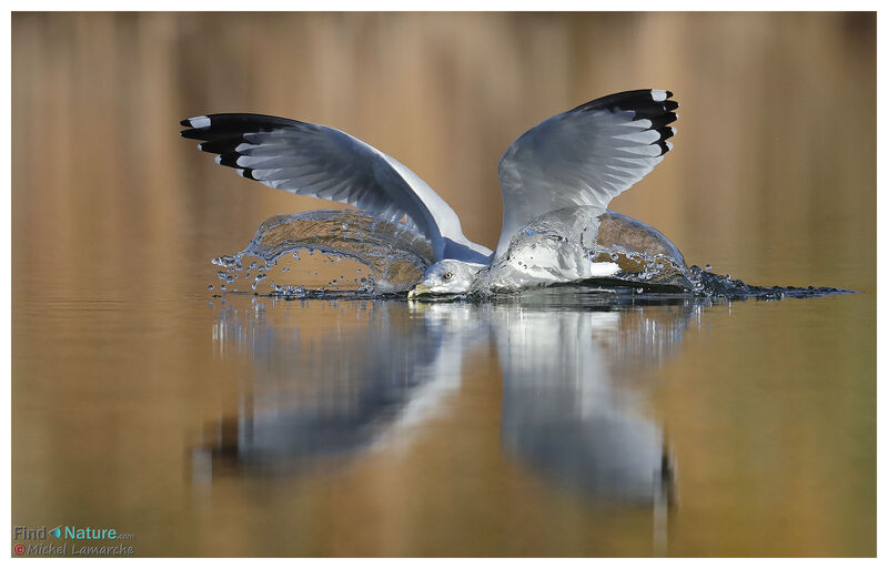 Ring-billed Gull