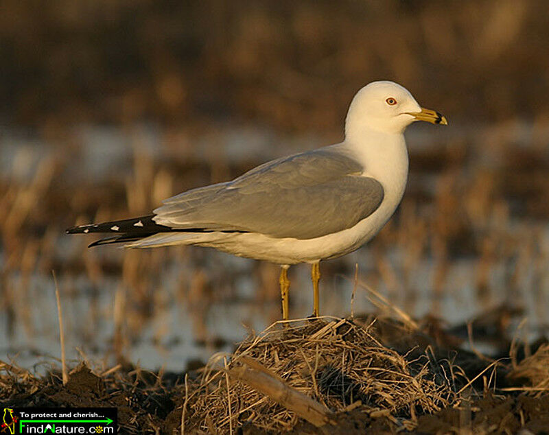 Ring-billed Gull