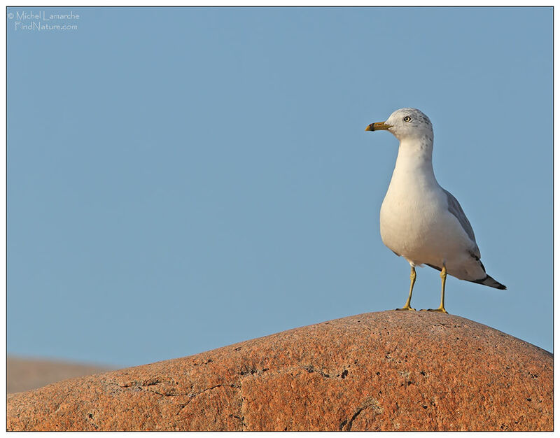 Ring-billed Gull