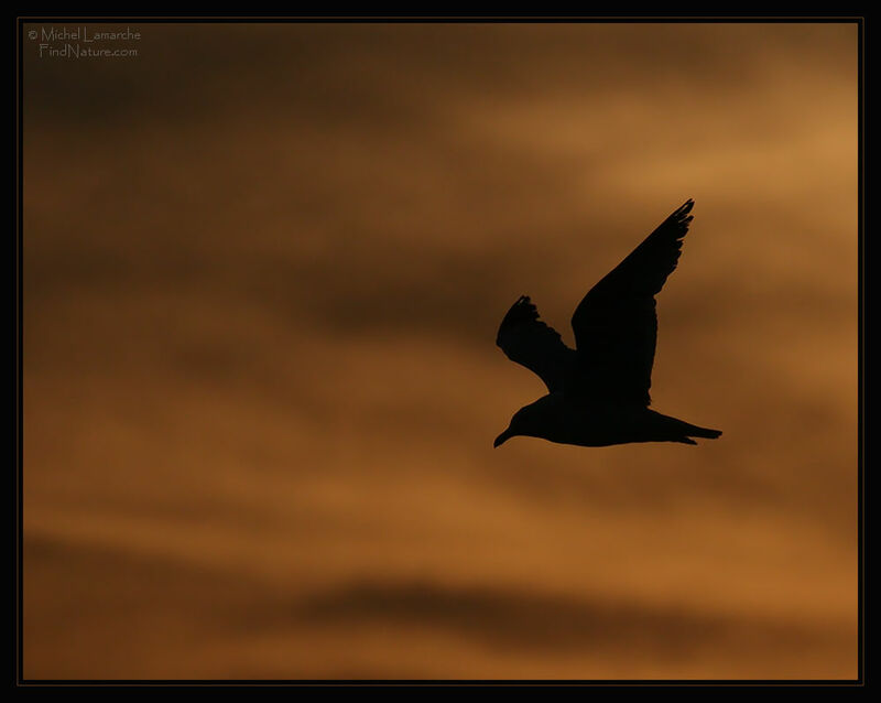 Ring-billed Gull, Flight