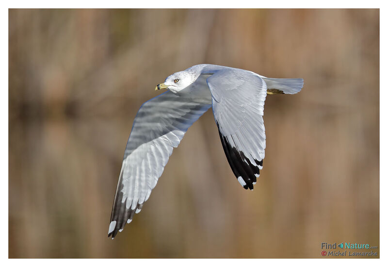 Ring-billed Gull, Flight