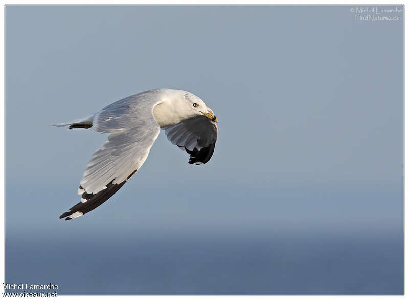 Ring-billed Gulladult breeding, Flight