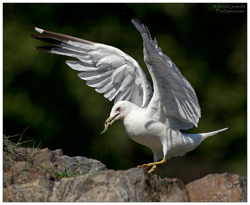 Ring-billed Gull