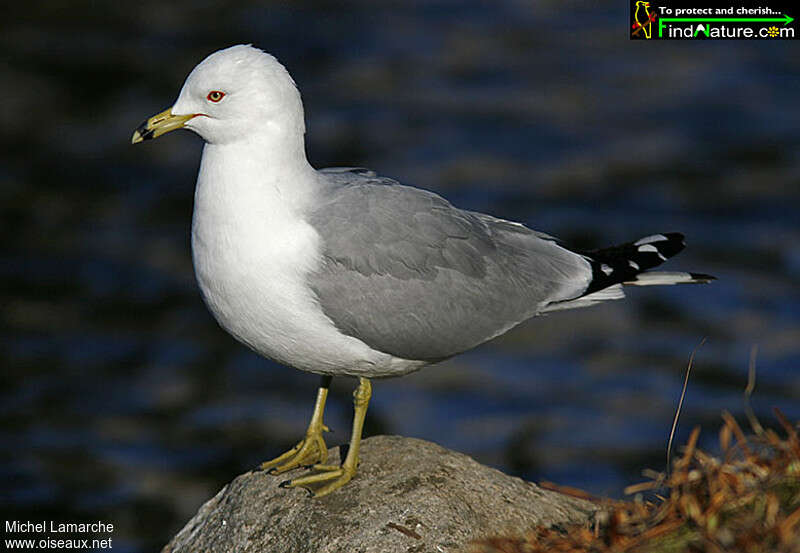 Ring-billed Gulladult