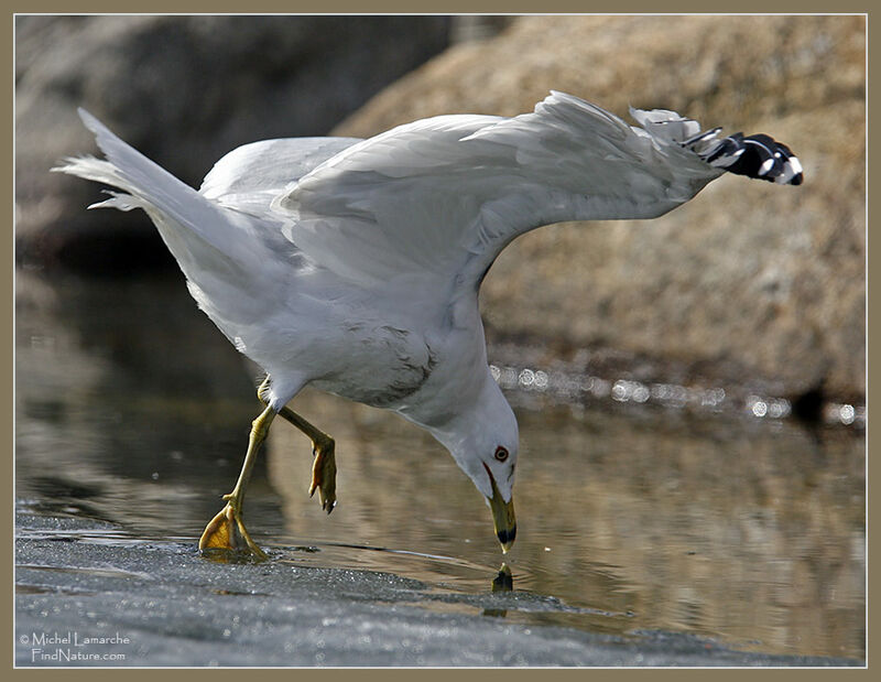 Ring-billed Gull