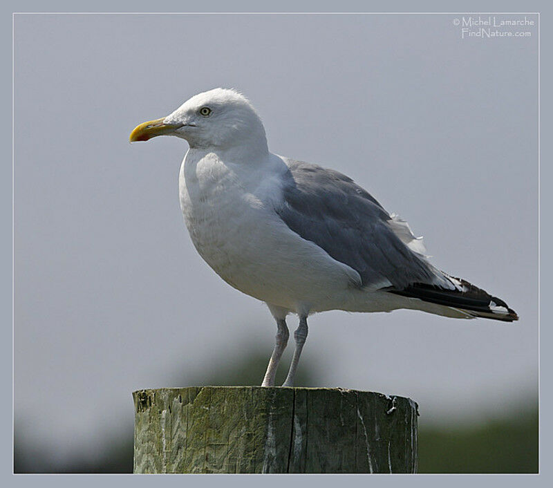 Goéland argenté