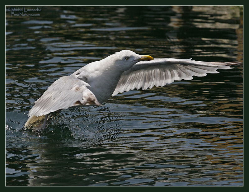 European Herring Gull