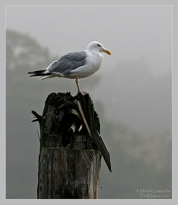 Goéland argenté