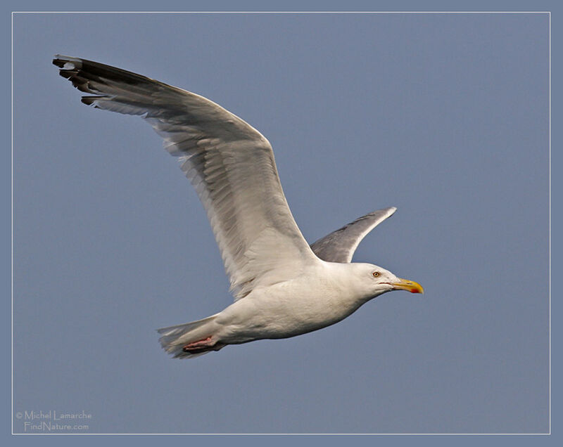 European Herring Gull