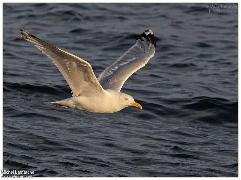 American Herring Gulladult, Flight