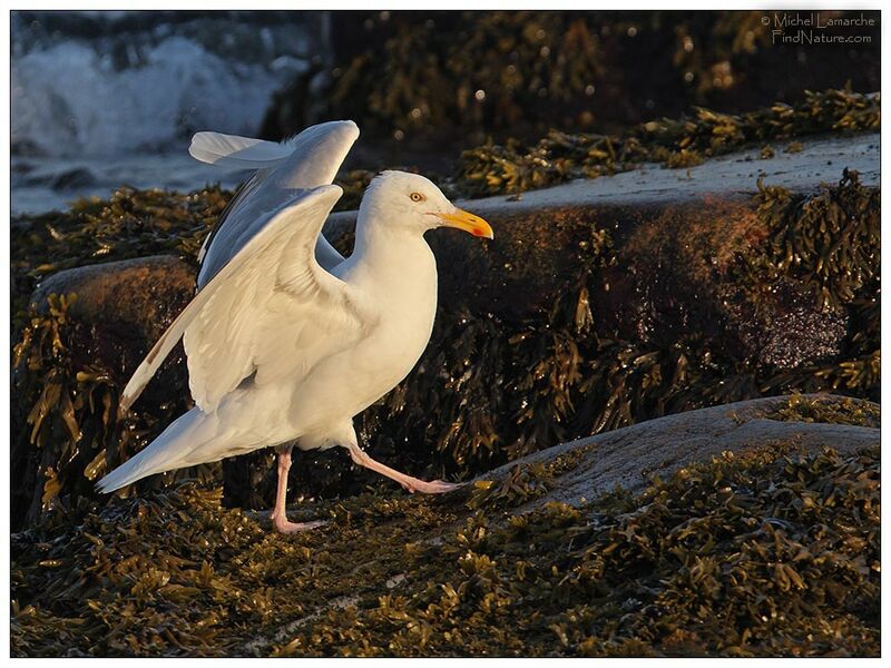 American Herring Gull