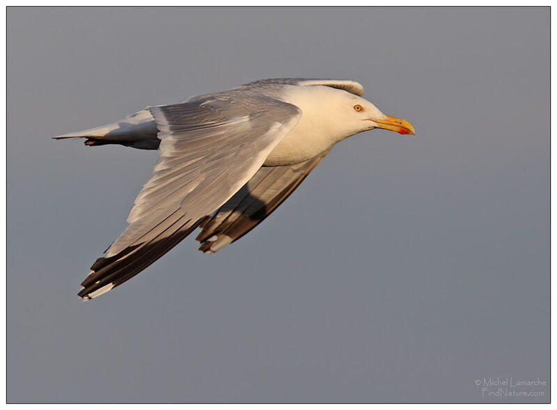 American Herring Gull