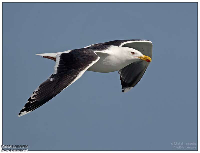 Great Black-backed Gulladult, Flight