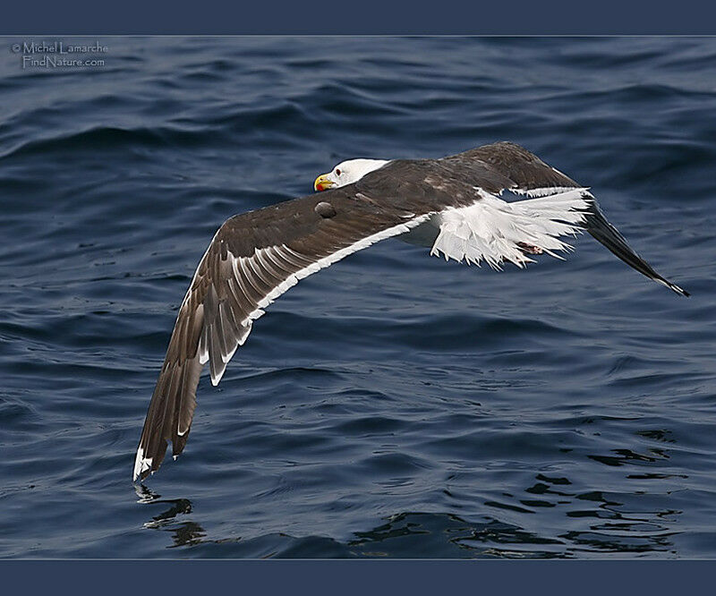 Great Black-backed Gull