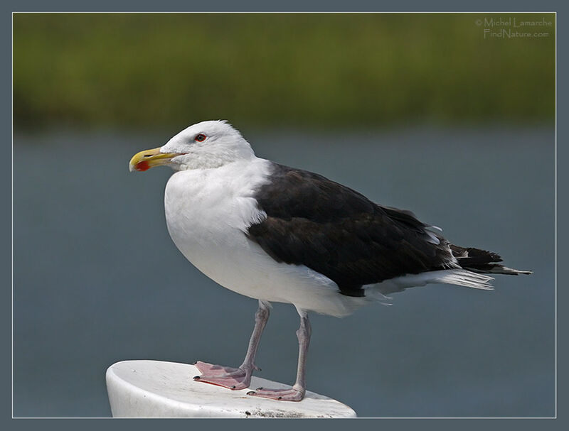 Great Black-backed Gull