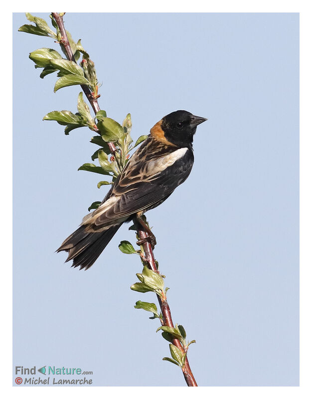 Bobolink male adult