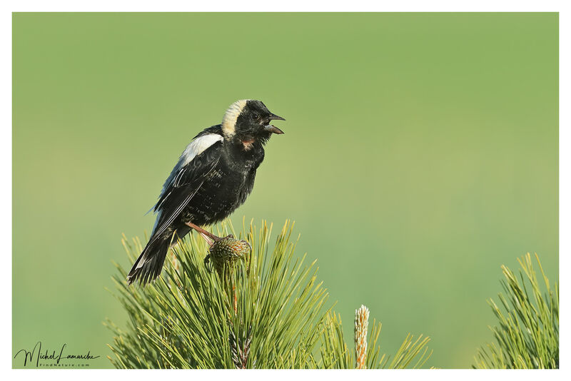 Bobolink male adult