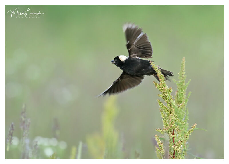 Bobolink male adult, Flight