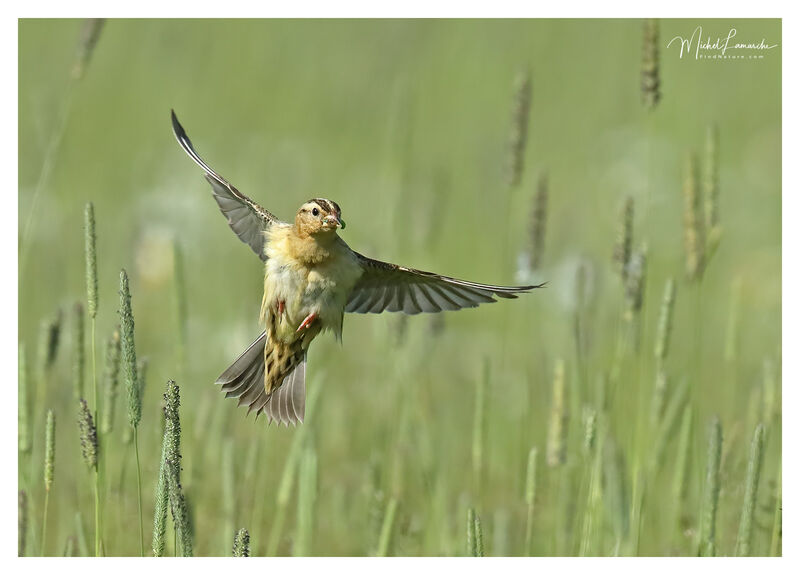 Bobolink female adult, Flight