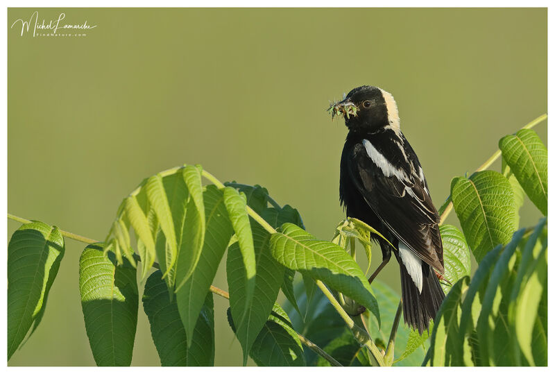 Bobolink male adult