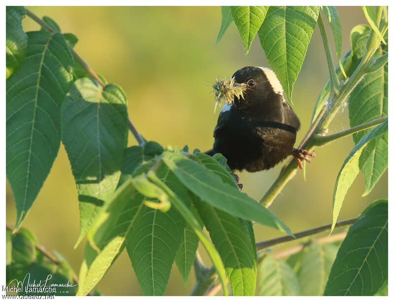 Bobolink male adult, Reproduction-nesting