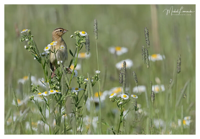 Bobolink female adult