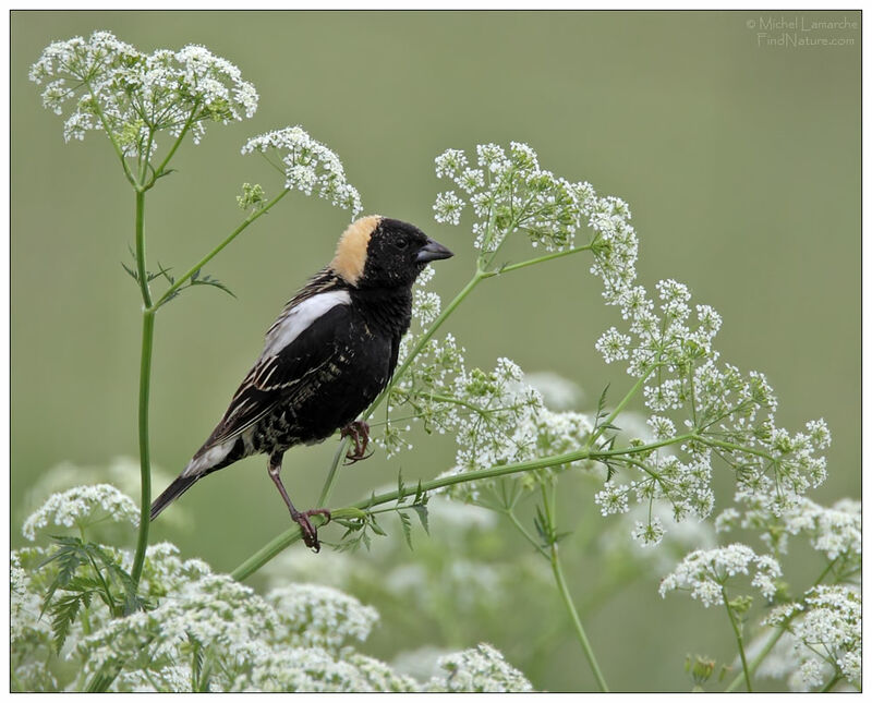 Bobolink male adult