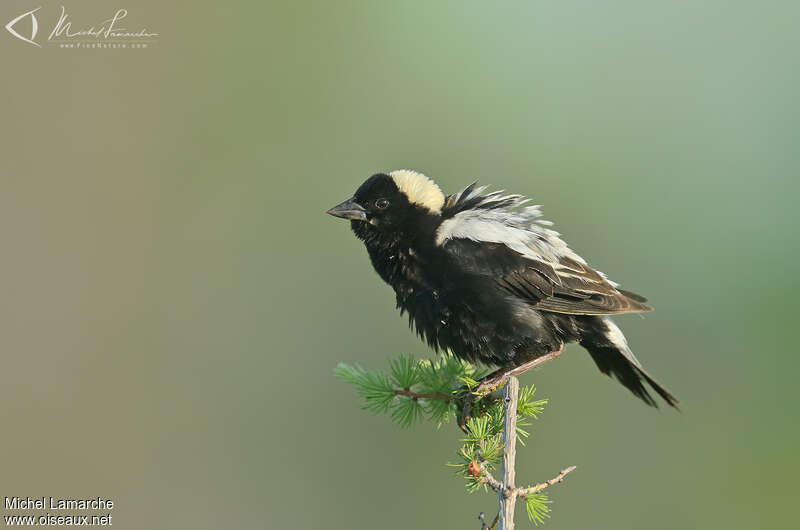 Bobolink male adult, pigmentation, Behaviour