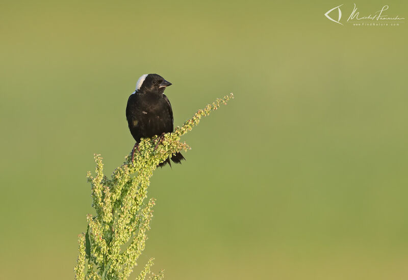 Bobolink male adult