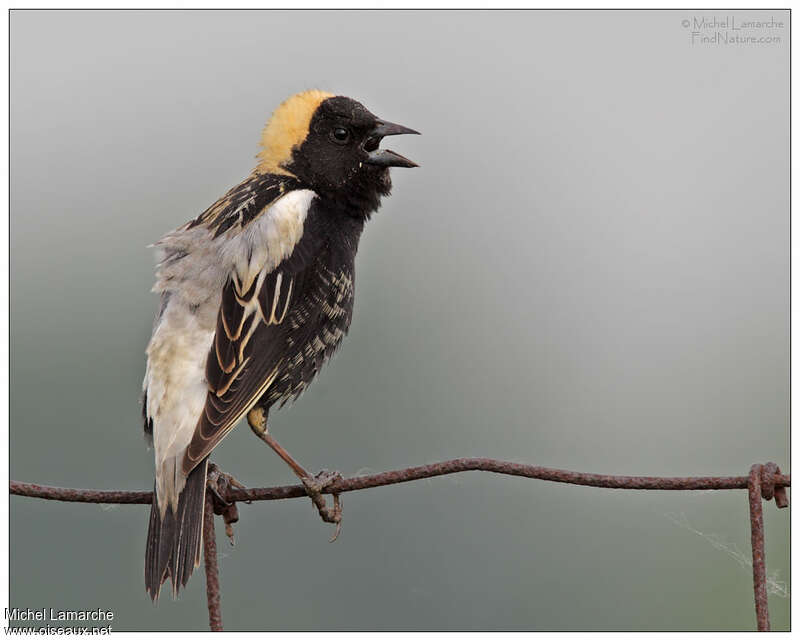 Bobolink male adult