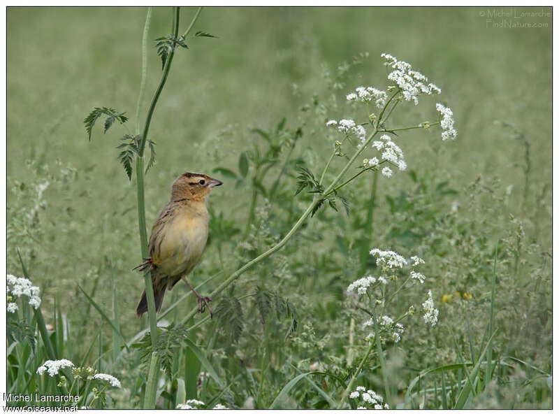 Goglu des prés femelle adulte, habitat, pigmentation