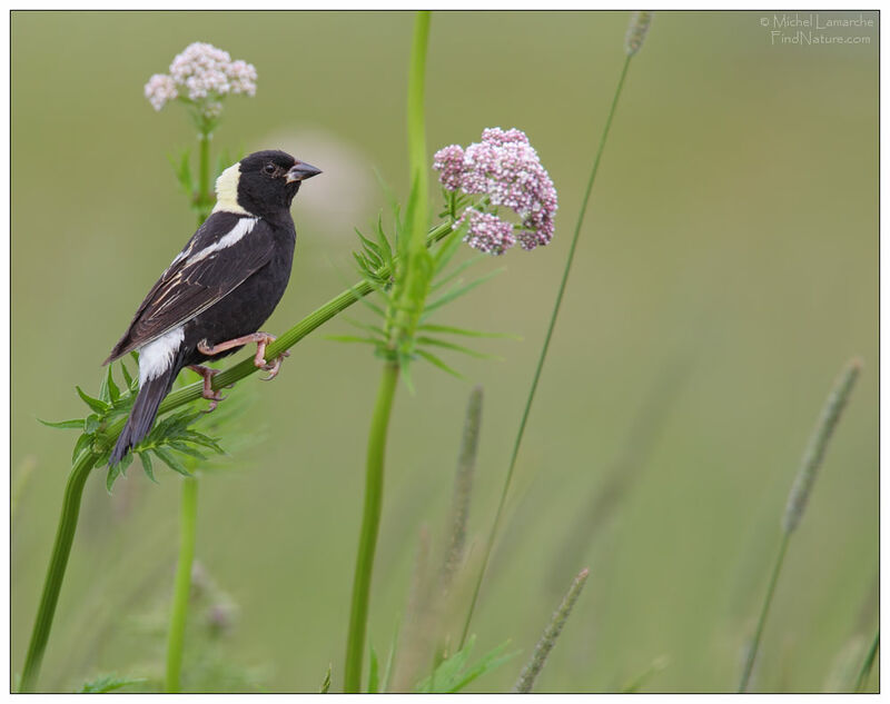 Bobolink male adult