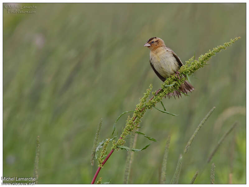 Bobolink female adult, habitat, pigmentation