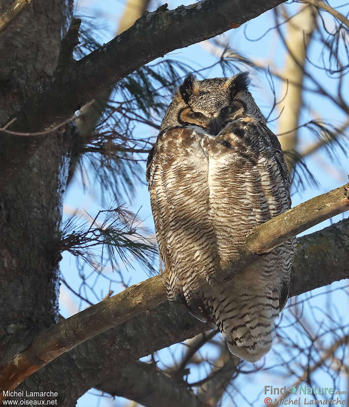 Great Horned Owl female adult, identification