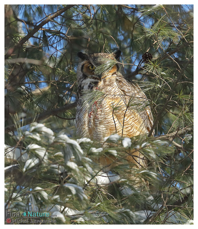 Great Horned Owl