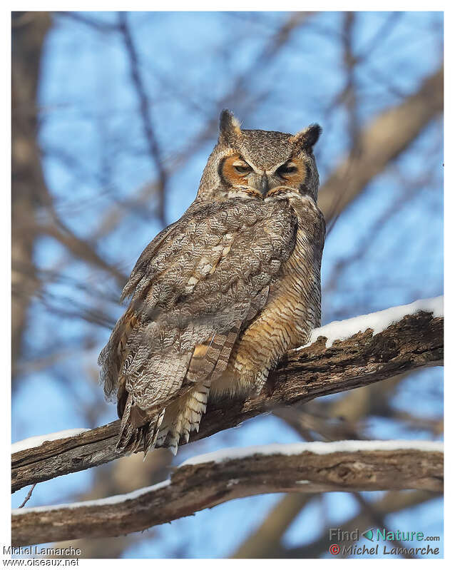 Great Horned Owladult, identification