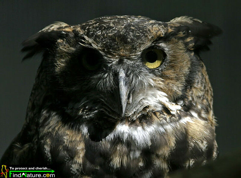 Great Horned Owl