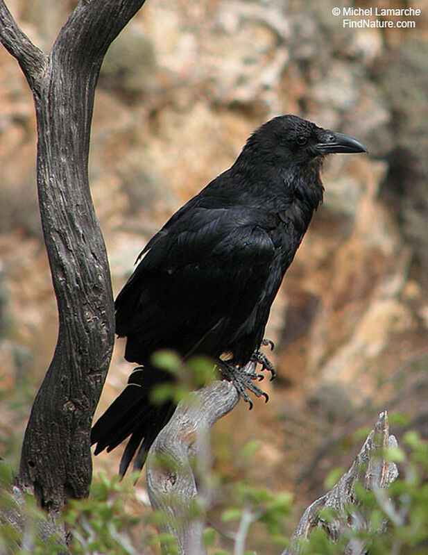 Northern Ravenadult