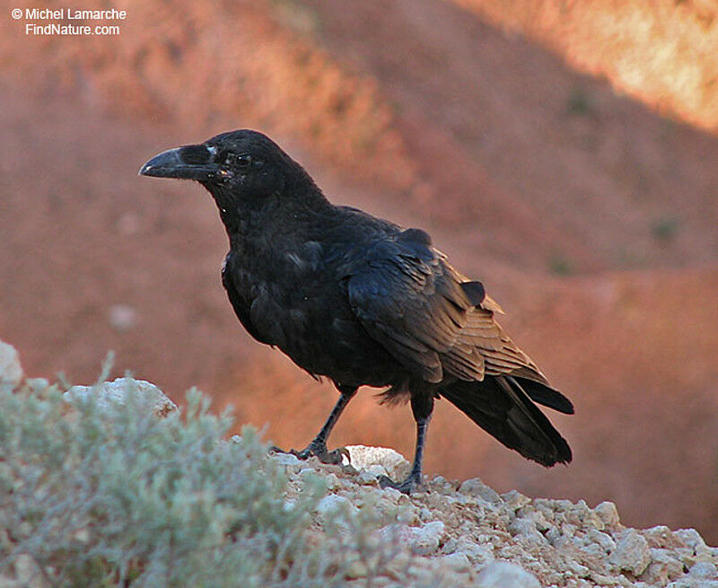 Northern Ravenadult