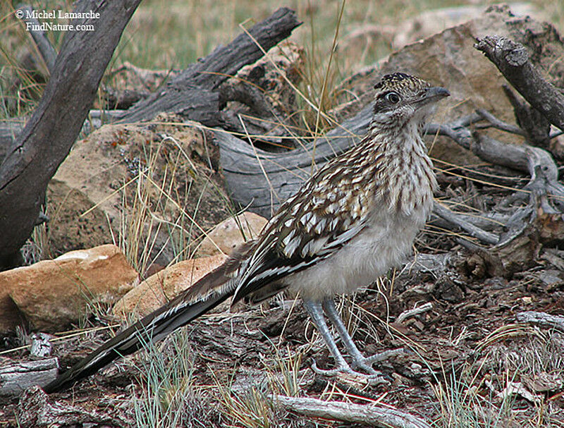 Greater Roadrunneradult