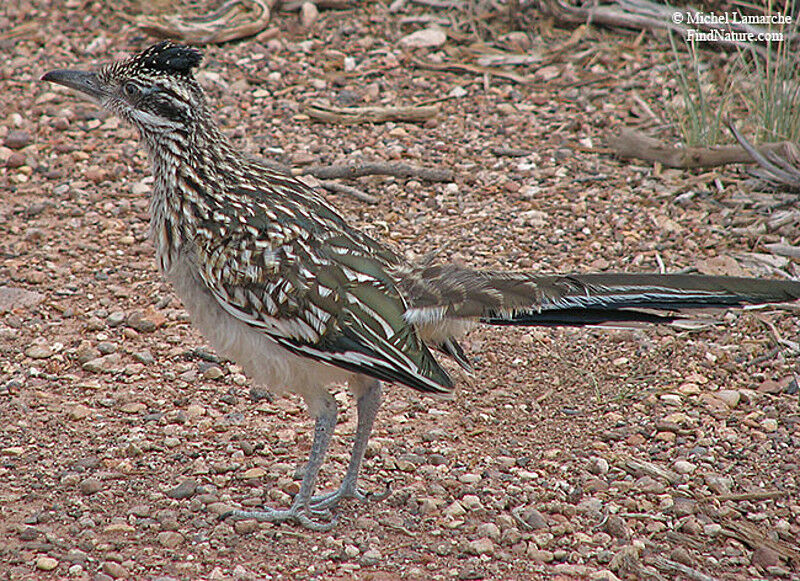 Greater Roadrunneradult