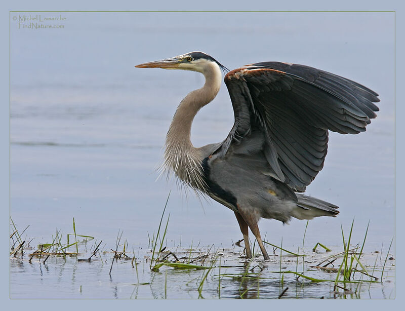 Great Blue Heron