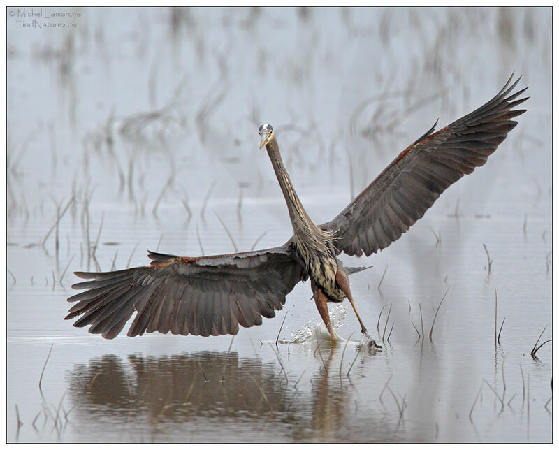 Great Blue Heron