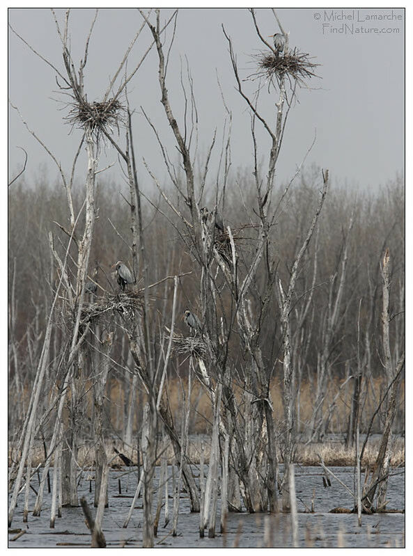 Great Blue Heron